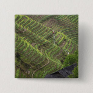 Landschaft der Reisterrassen in den Bergen, Button