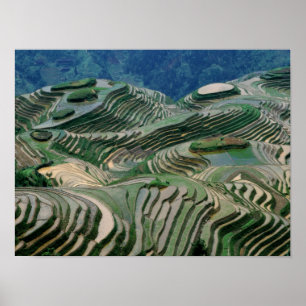 Landschaft der Reisterrassen in den Bergen, Poster