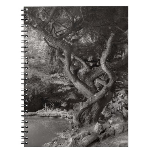 Landschaft - Der verbotene Wald Notizblock (Vorderseite)