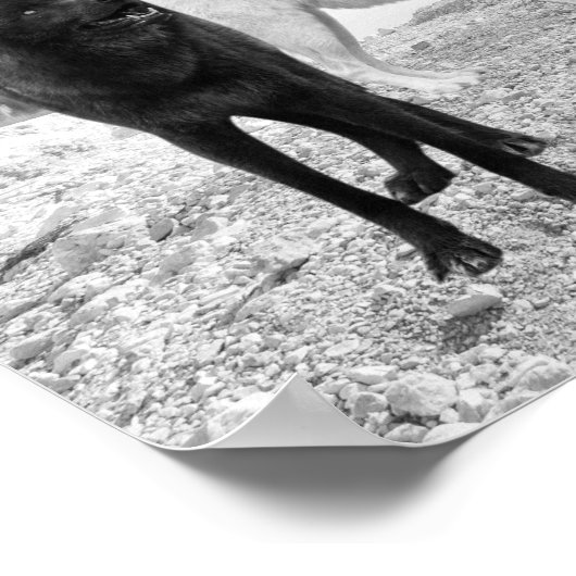 Landschaft des weißen Schwarzen Wolfs Poster (Ecke)