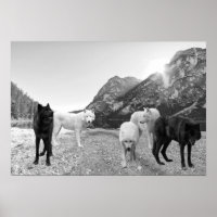 Landschaft des weißen Schwarzen Wolfs