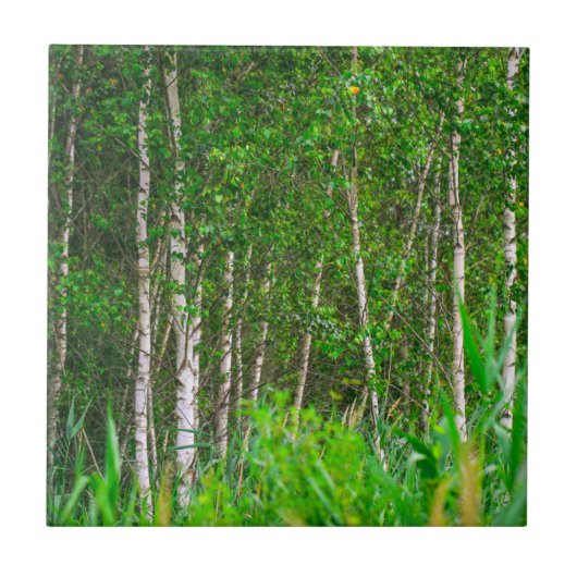 Landschaft Landschaft Birkenbäume Fliese (Vorderseite)