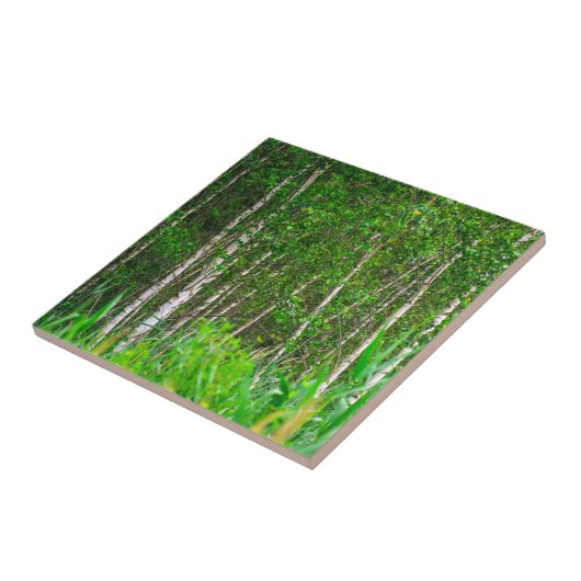 Landschaft Landschaft Birkenbäume Fliese (Seite)