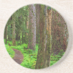 Landschaft mit altem Waldbestand Untersetzer
