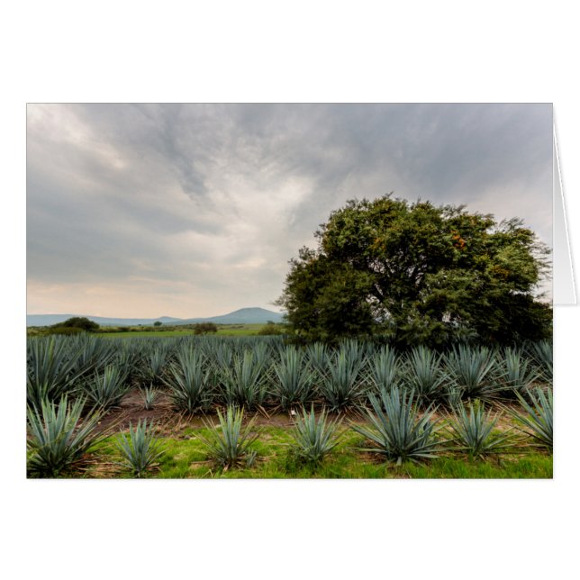 Landschaft mit blauer Agave (Vorderseite (Horizontal))
