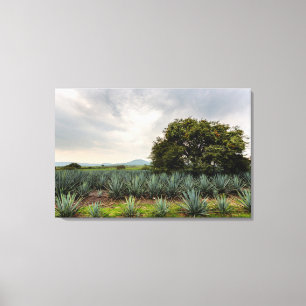 Landschaft mit Blue Agave Leinwanddruck