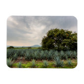 Landschaft mit Blue Agave Magnet (Horizontal)