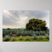 Landschaft mit Blue Agave Poster (Vorne)
