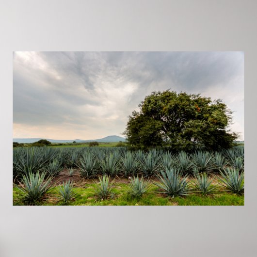 Landschaft mit Blue Agave Poster (Vorne)