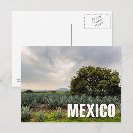 Landschaft mit Blue Agave Postkarte (Vorne/Hinten)
