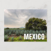 Landschaft mit Blue Agave Postkarte (Vorderseite)