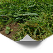 Landschaft mit Lupinen - Poster (Ecke)