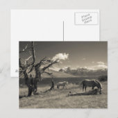 Landschaft mit Pferden Postkarte (Vorne/Hinten)