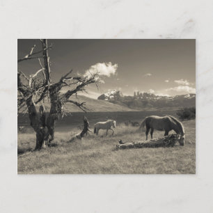 Landschaft mit Pferden Postkarte