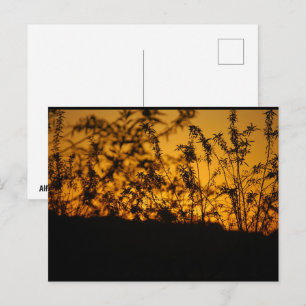 Landschaft Orange Sonnenuntergang Silhouette Postkarte