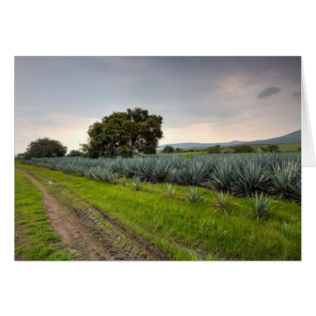 Landschaft von Blue Agave (Vorderseite (Horizontal))