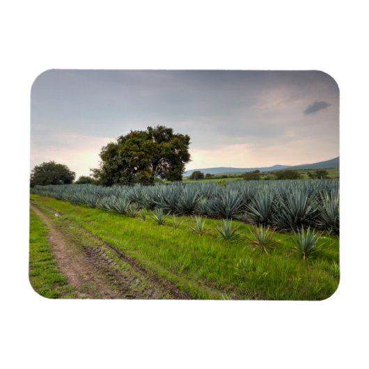 Landschaft von Blue Agave Magnet (Horizontal)