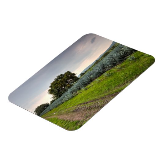 Landschaft von Blue Agave Magnet (Linke Seite)