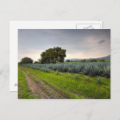 Landschaft von Blue Agave Postkarte (Vorne/Hinten)