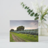 Landschaft von Blue Agave Postkarte (Stehend Vorderseite)