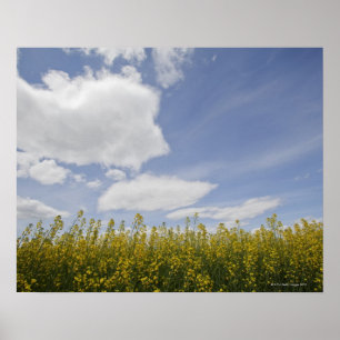 Landschaft von canola Feld bereit zu ernten Poster