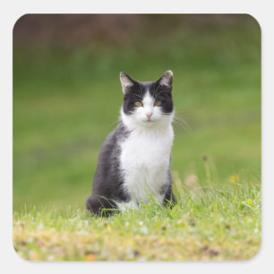 Landschaft-Wiese-Natur Quadratischer Aufkleber