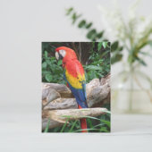 Landschaftlich Scarlet Macaw Postkarte (Stehend Vorderseite)