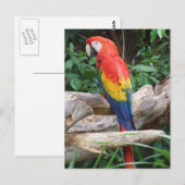 Landschaftlich Scarlet Macaw Postkarte (Vorne/Hinten)