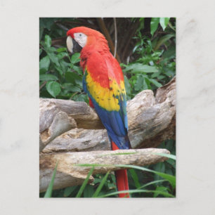 Landschaftlich Scarlet Macaw Postkarte