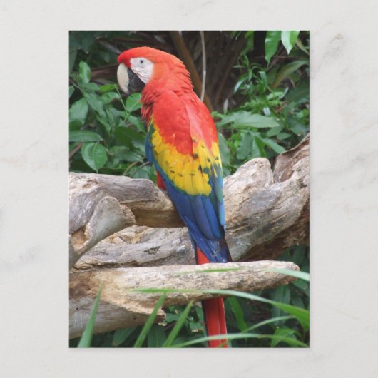 Landschaftlich Scarlet Macaw Postkarte (Vorderseite)