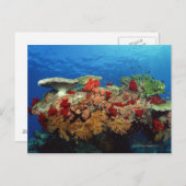 Landschaftliche Korallenriffe, weiche Korallen Postkarte (Vorne/Hinten)