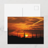 Landschaftliche Saguaros bei Sonnenuntergang Postkarte (Vorne/Hinten)