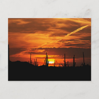 Landschaftliche Saguaros bei Sonnenuntergang Postkarte