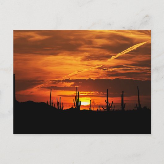 Landschaftliche Saguaros bei Sonnenuntergang Postkarte (Vorderseite)