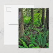 Landschaftlicher Grünwald Postkarte (Vorne/Hinten)