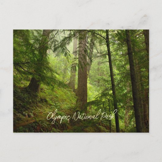 Landschaftlicher olympischer Nationalpark Rainfore Postkarte (Vorderseite)