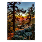 Landschaftlicher Sonnenuntergang / Pinienbäume / M (Vorne)