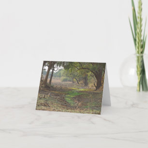 Landschaftliches Sambia-Wald Karte