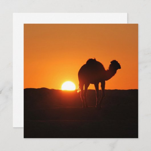 Landschaftsbild der tunesischen Wüste mit Kamel (Vorne/Hinten)