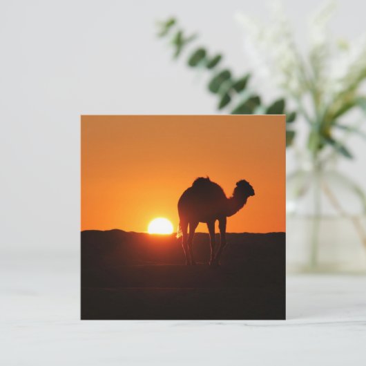 Landschaftsbild der tunesischen Wüste mit Kamel (Stehend Vorderseite)