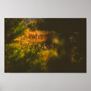 Landschaftslandschaft Forest Spiderweb Poster