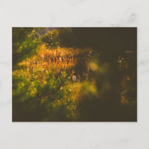 Landschaftslandschaft Forest Spiderweb Postkarte