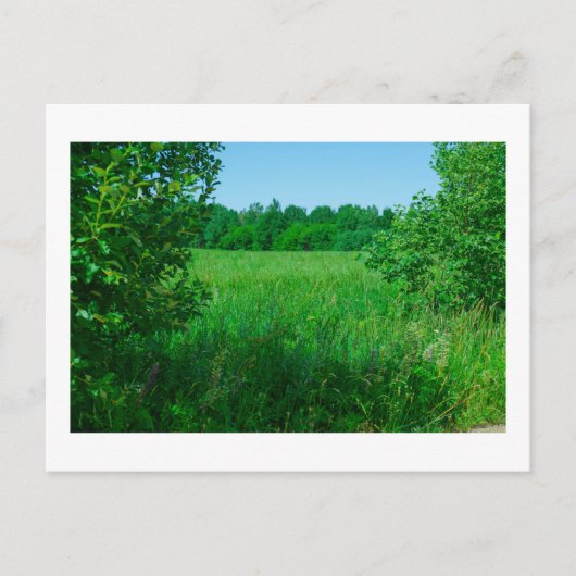 Landschaftslandschaft Grüner Feldwald Postkarte (Vorderseite)