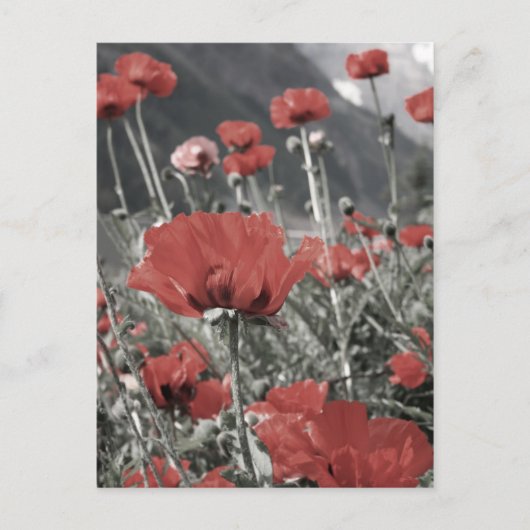 Landschaftslandschaft Roter Mohn Blume Postkarte (Vorderseite)