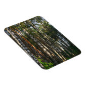 Landschaftslandschaft Wald Birkenbäume Magnet (Rechte Seite)