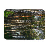 Landschaftslandschaft Wald Birkenbäume Magnet (Horizontal)