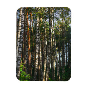 Landschaftslandschaft Wald Birkenbäume Magnet