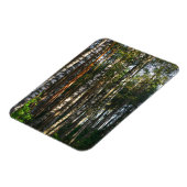 Landschaftslandschaft Wald Birkenbäume Magnet (Linke Seite)