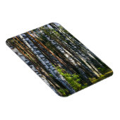 Landschaftslandschaft Wald Birkenbäume Magnet (Rechte Seite)