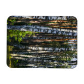 Landschaftslandschaft Wald Birkenbäume Magnet (Horizontal)